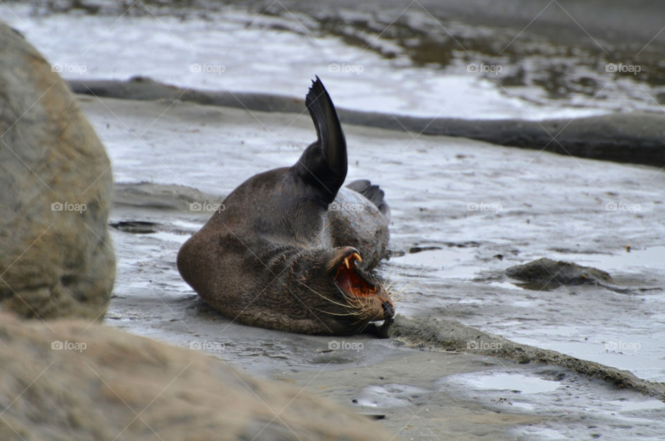 Seal yawning