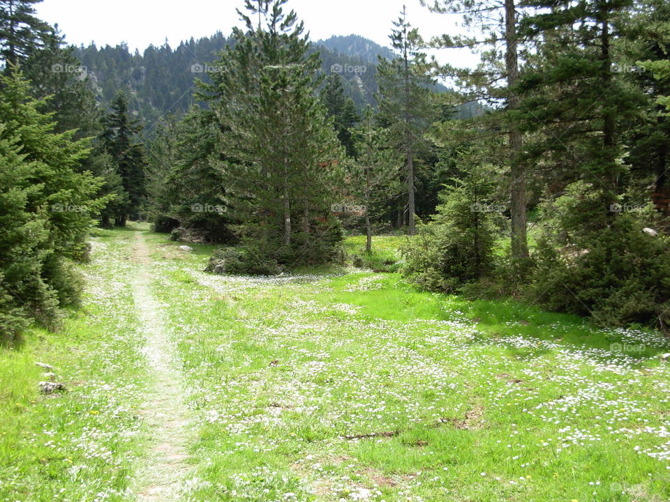 Forest path in Greece