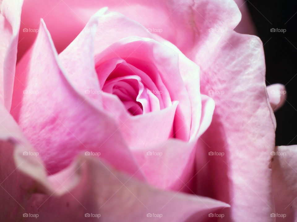 Pink Rose