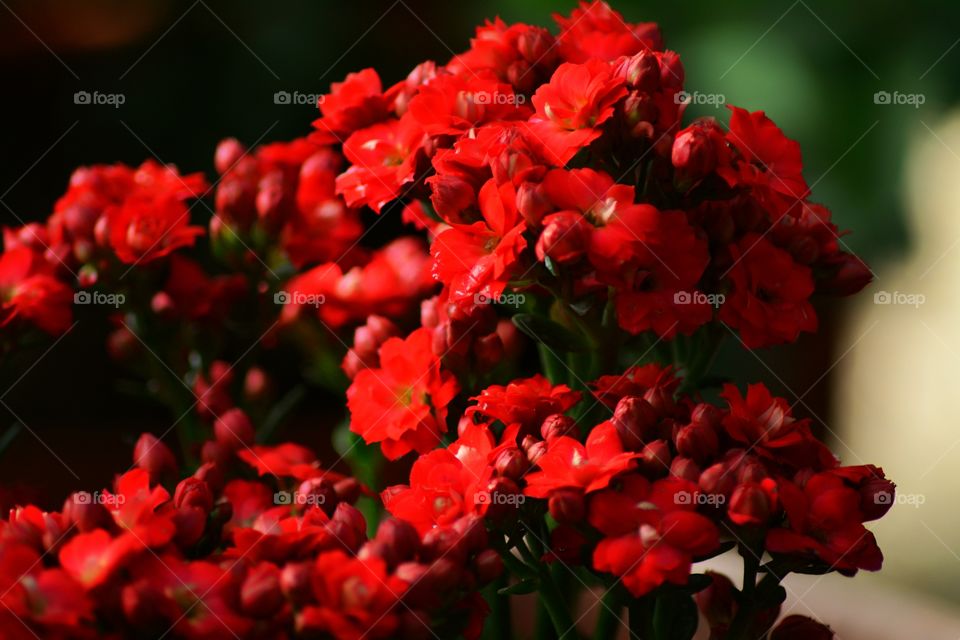 Red flowers 