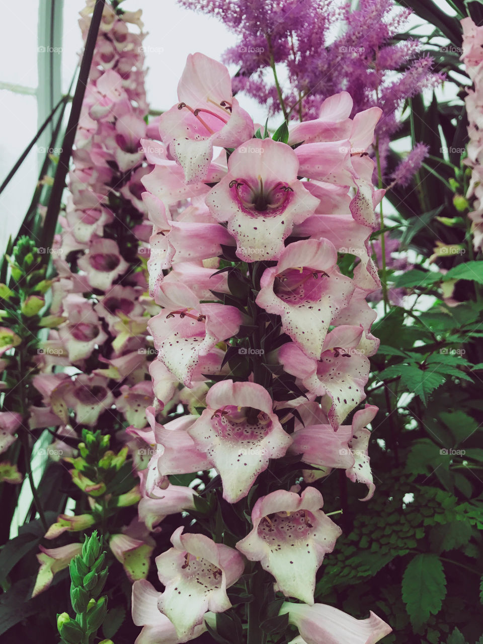 Blooming Flowers 🌸