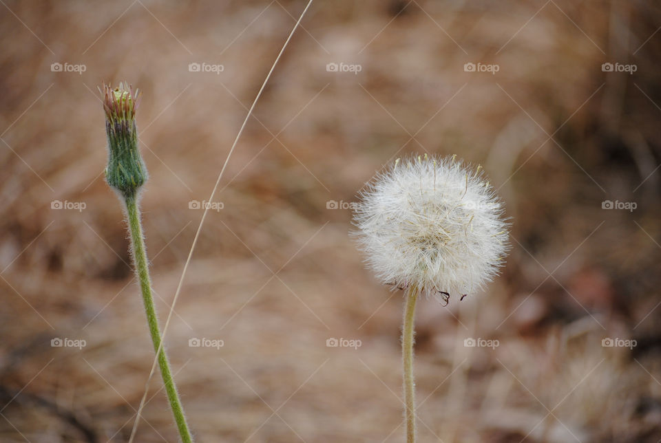 dandelion
