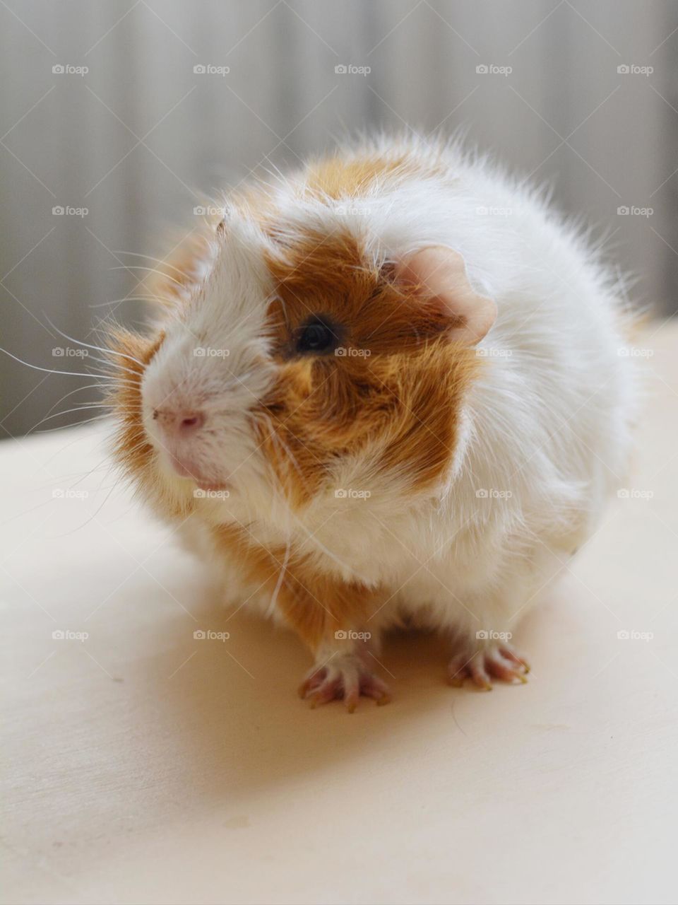 guinea pig beautiful portrait home close up, love pet