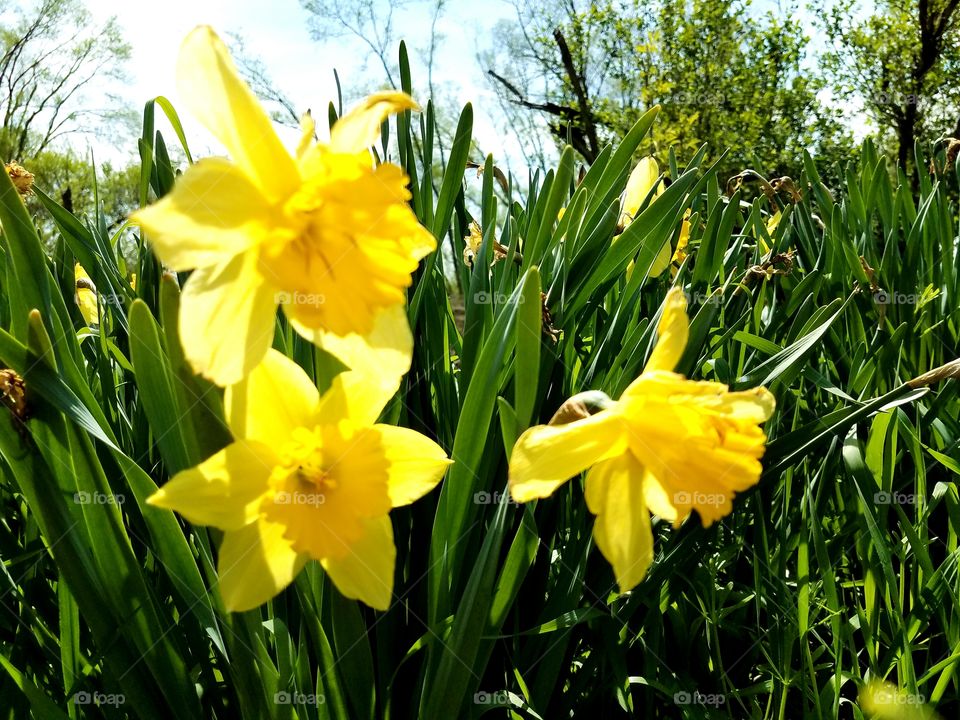 Loving the Spring Flowers in our Yard