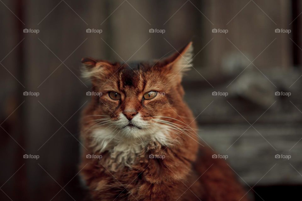 Rudy somali cat sitting on an old wooden bench at summer day