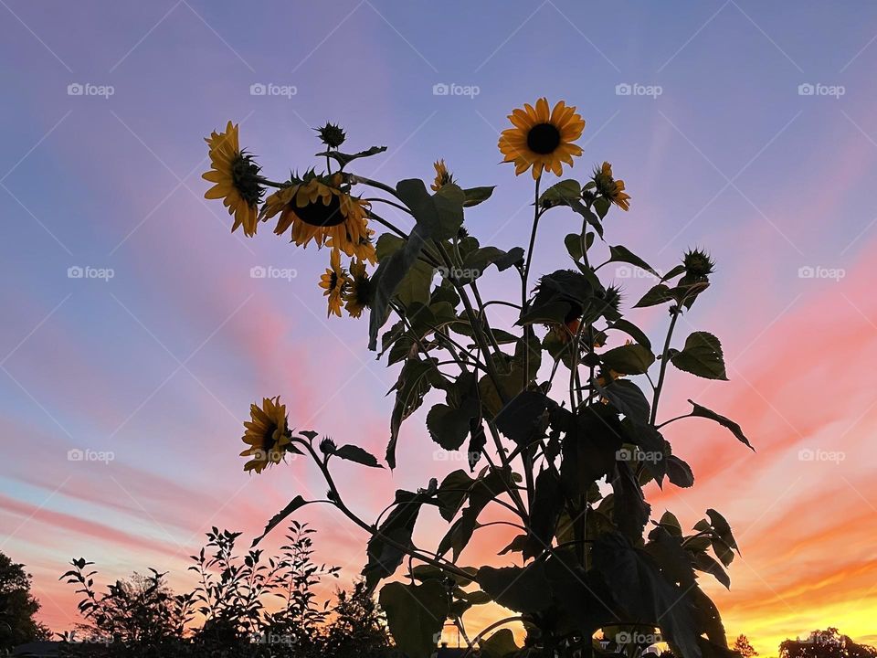 Sunset & Sunflowers…