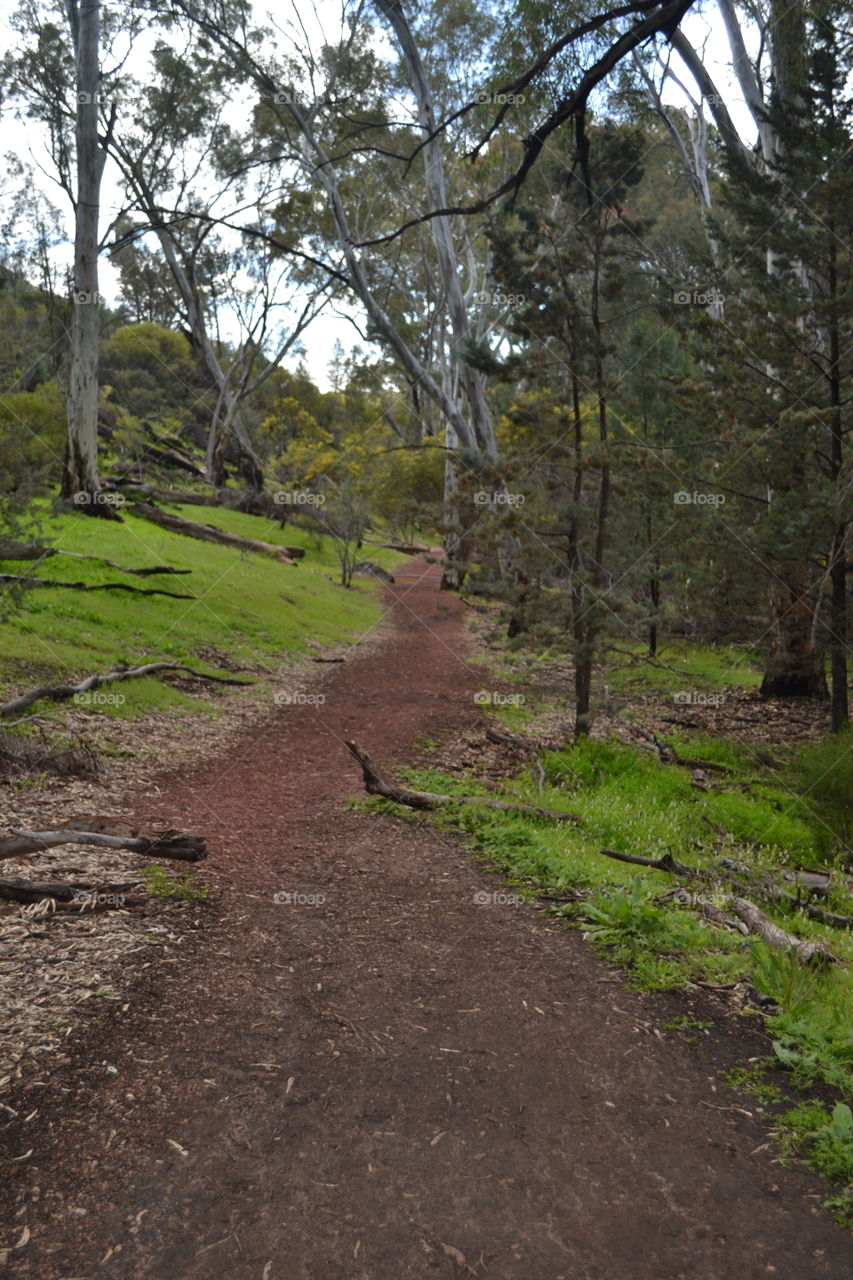 Long winding dirt footpath hiking trail through a grove of gum trees eucalyptus in south Australia 