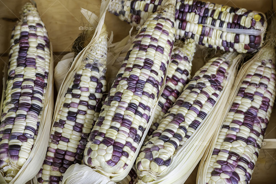 Corn drying on wood for the seeds to cultivate