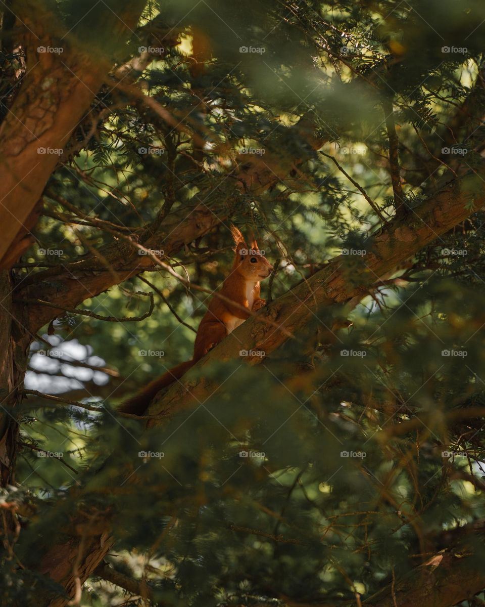 A squirrel on a Treetops