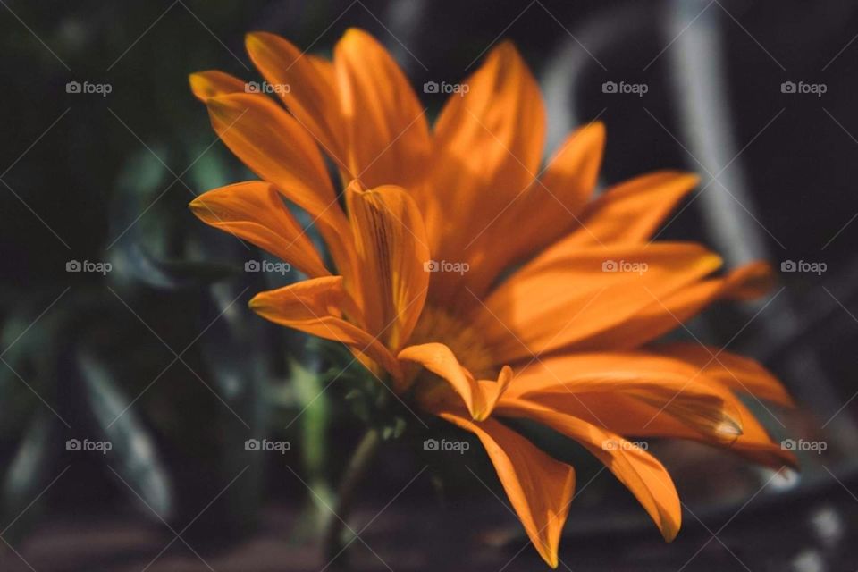 Arctotis (Sunflower)