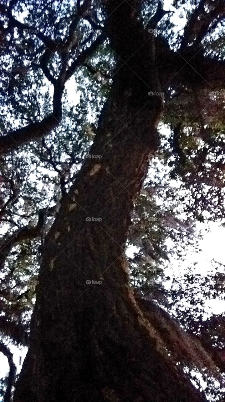 sunrise on the old oak tree