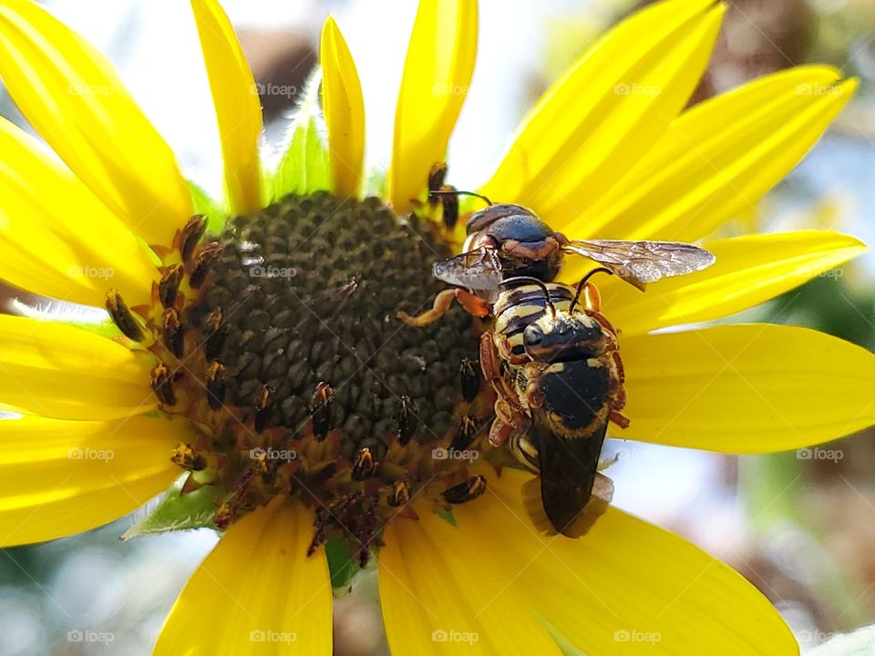 Bees mating on a yellow North American common sunflower