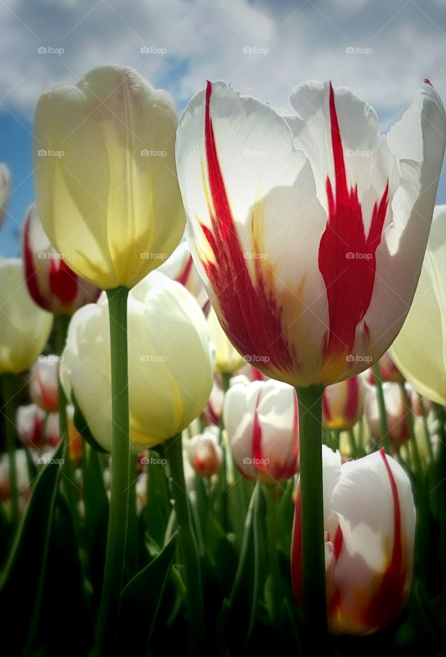 Tulips