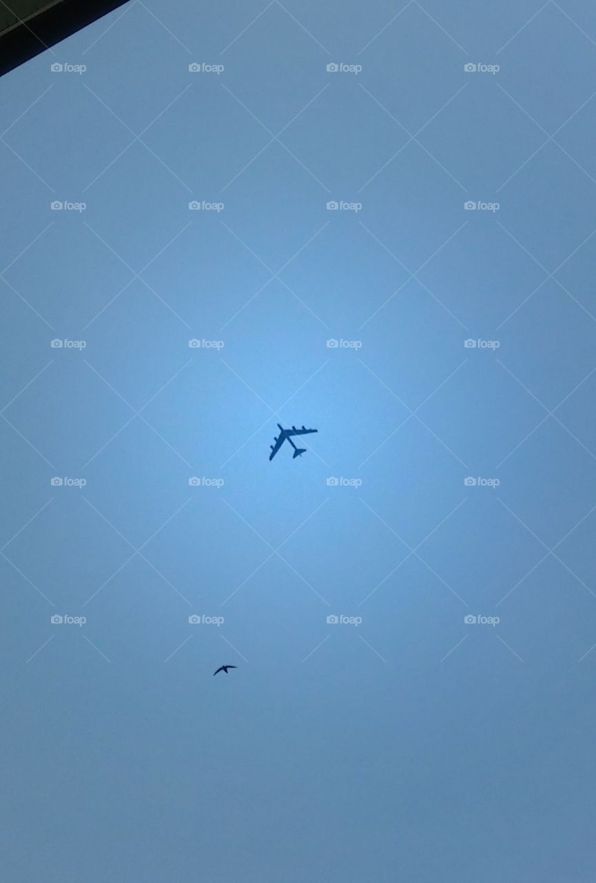 plane and bird