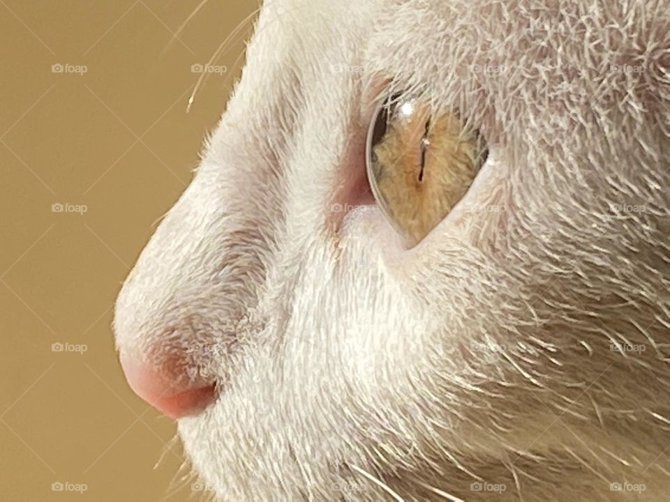 Close up on the cat’s face 