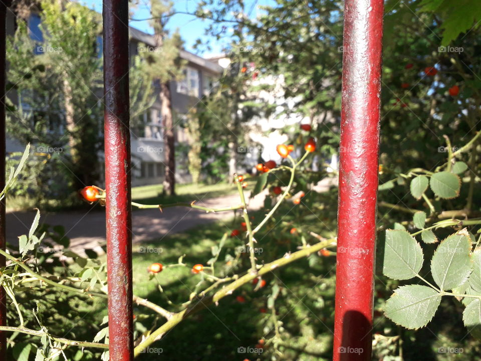 some cute berries in my school playground pt. 2 😊