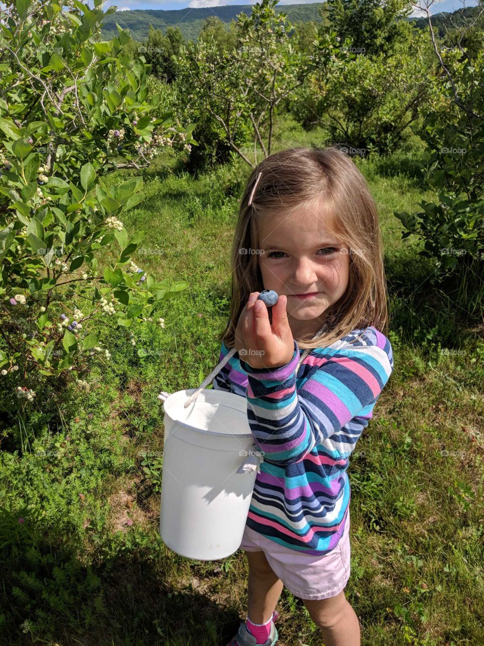 blueberry picking