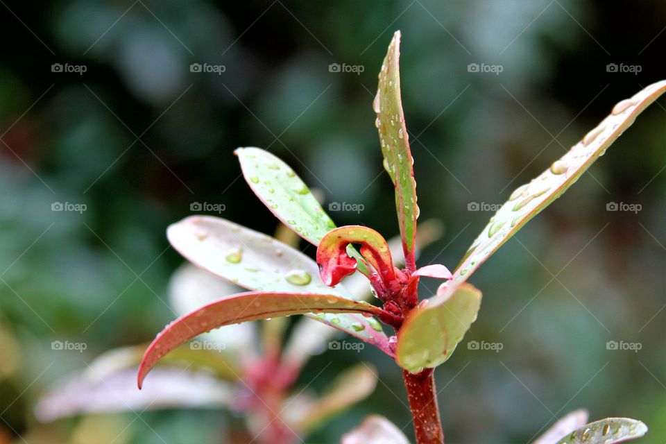 new leaves catching the rain.