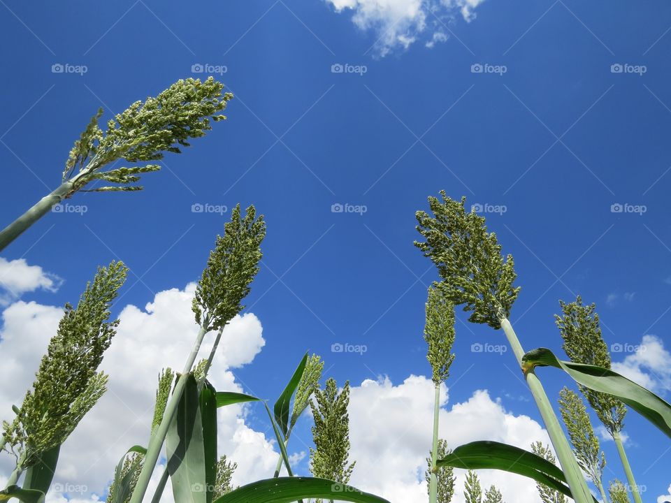 sorgo