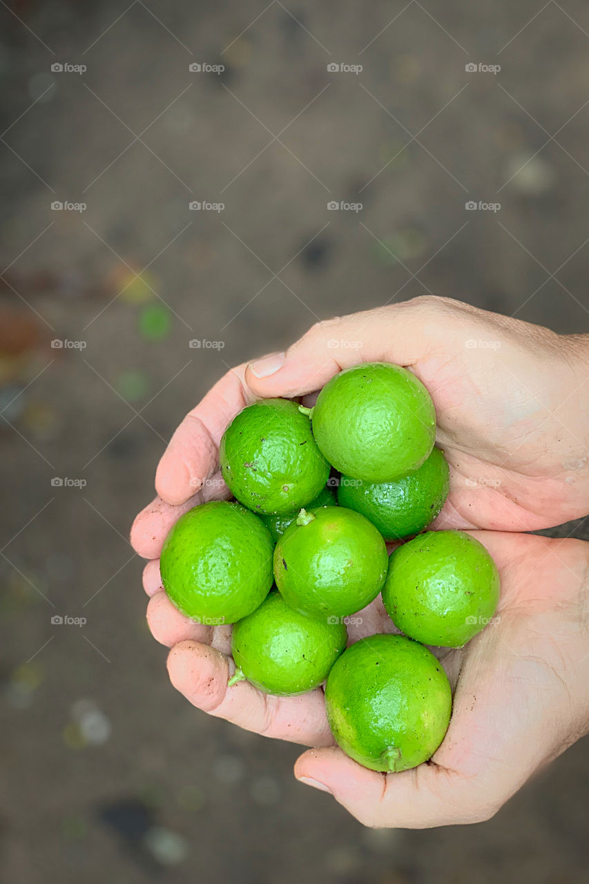 Freshly harvested limes in woman's hands