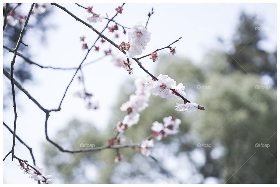 White Sakura branch