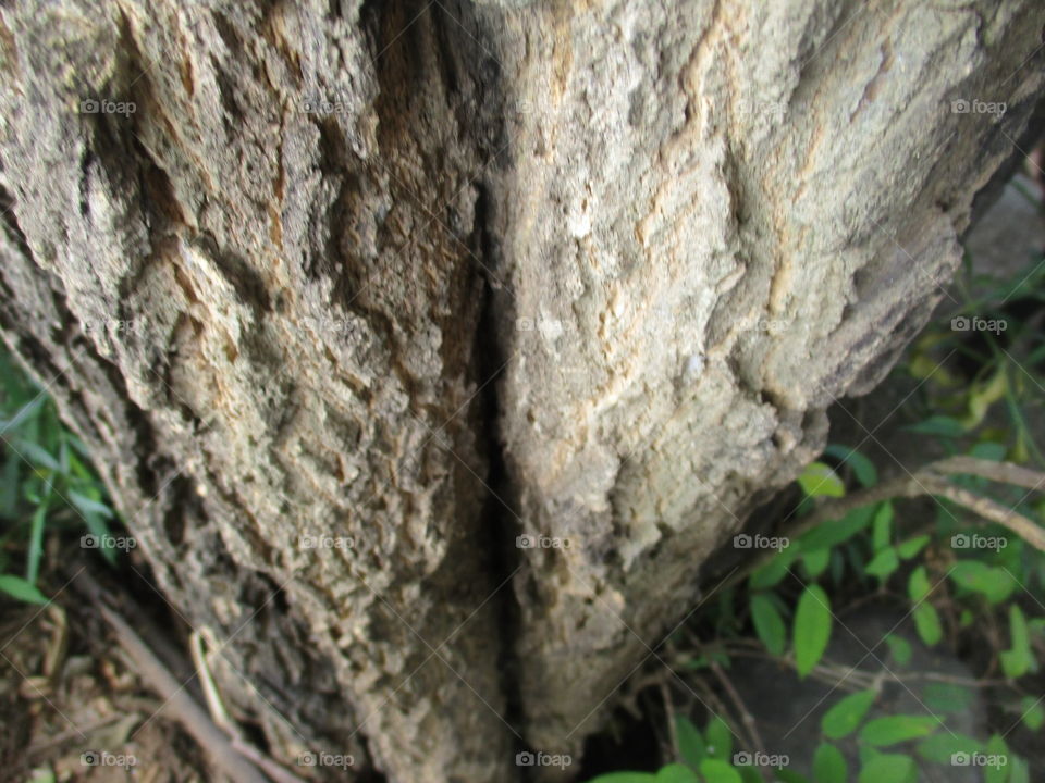 bark of tree