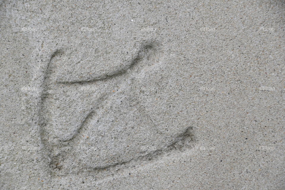 duck footprint