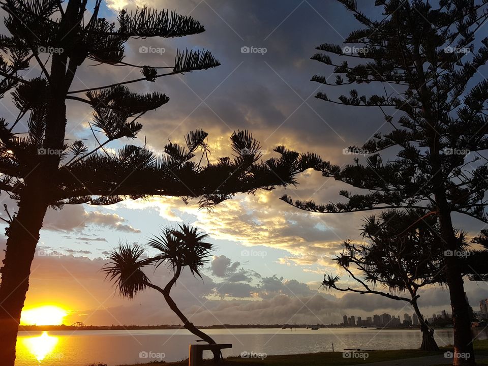 Pine Tree Sunrise