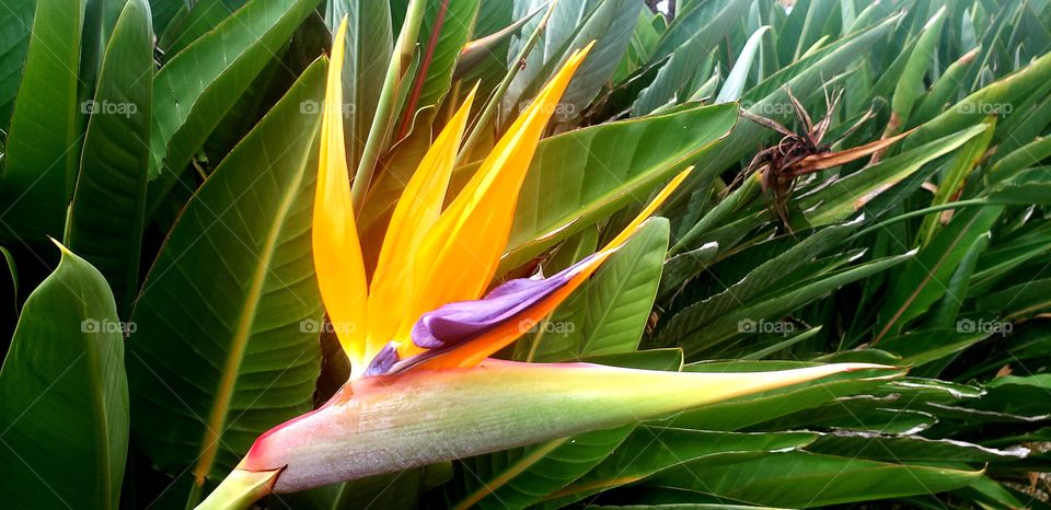 Bird of Paradise flower located at Clearwater Beach in Florida. Vivid orange and purple flower with green foliage.