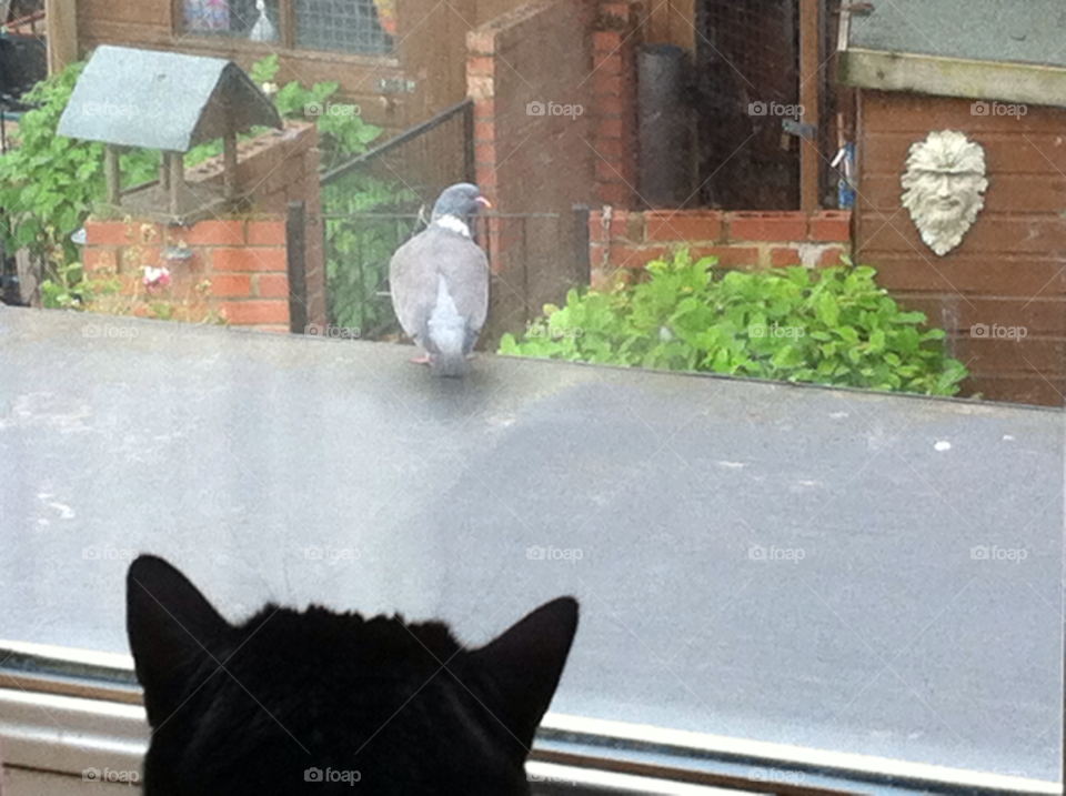 cat window watching pigeon by judgefunkymunky