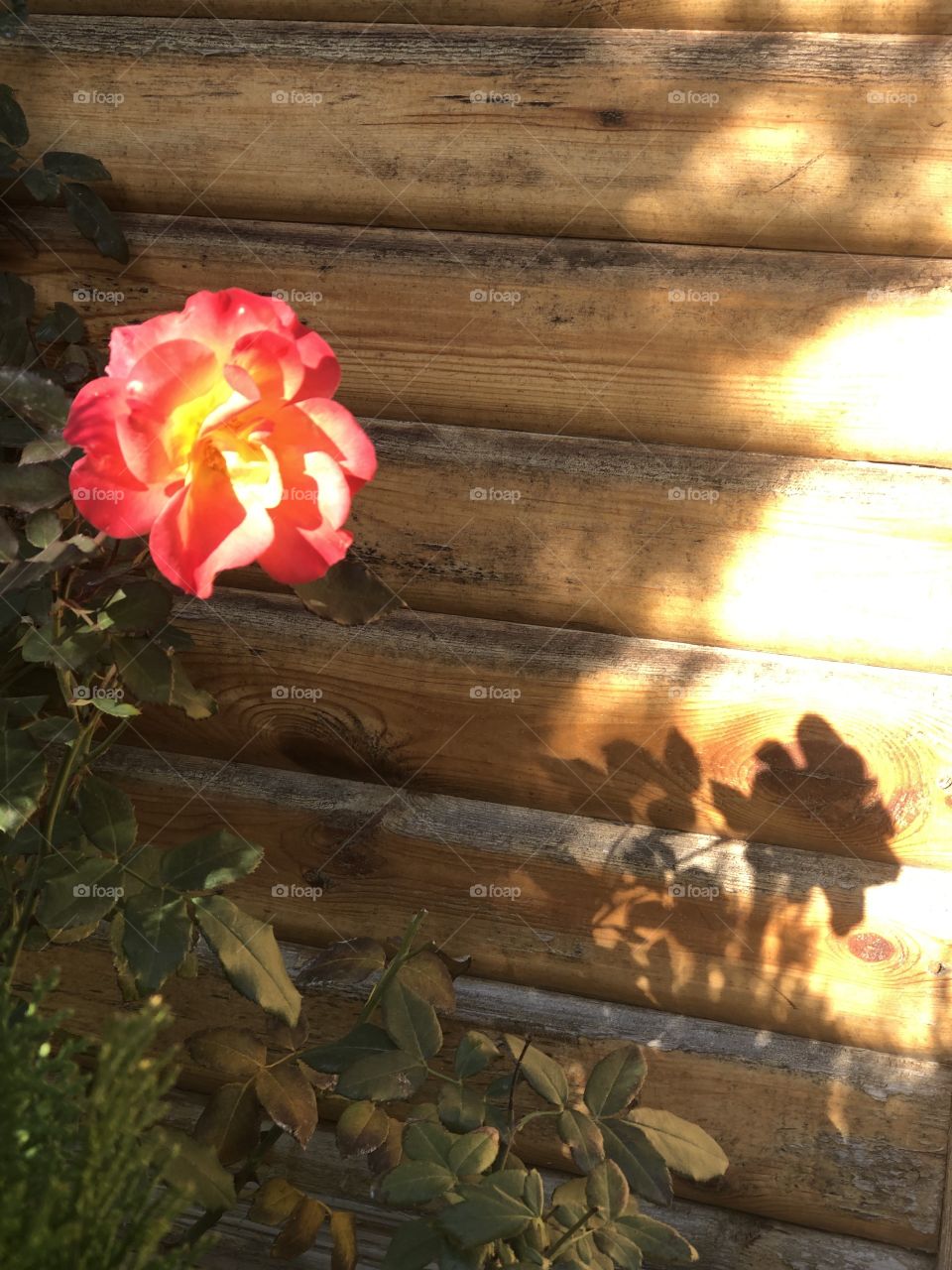 Roses bloom in January 