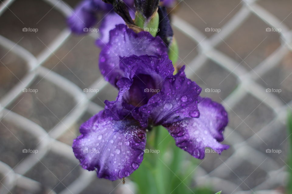 Flower, Flowers, Purple Flower, Iris, Spring, Springtime