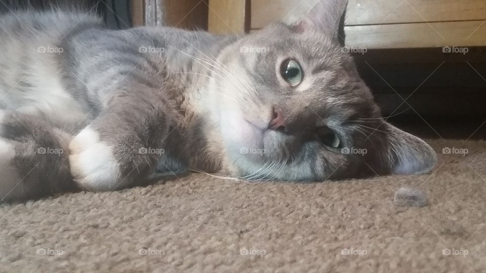 Lazy Cats always relax!