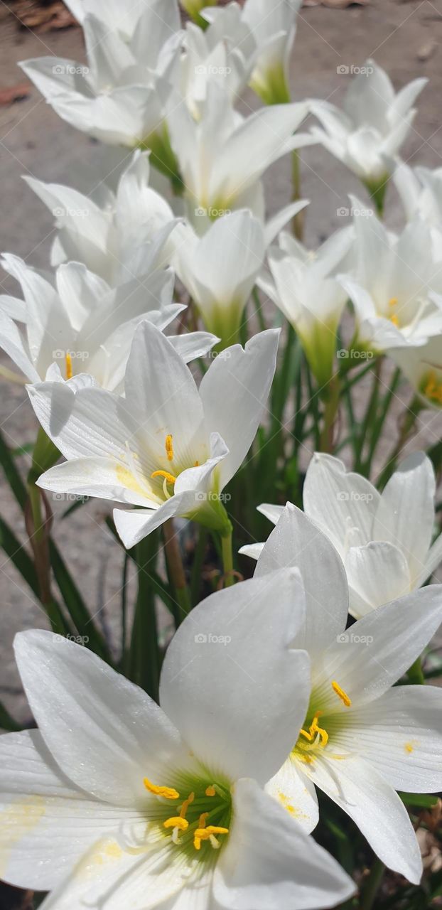 Beautiful Bouquet of White Flowers, White Lily, Soft and Delicate