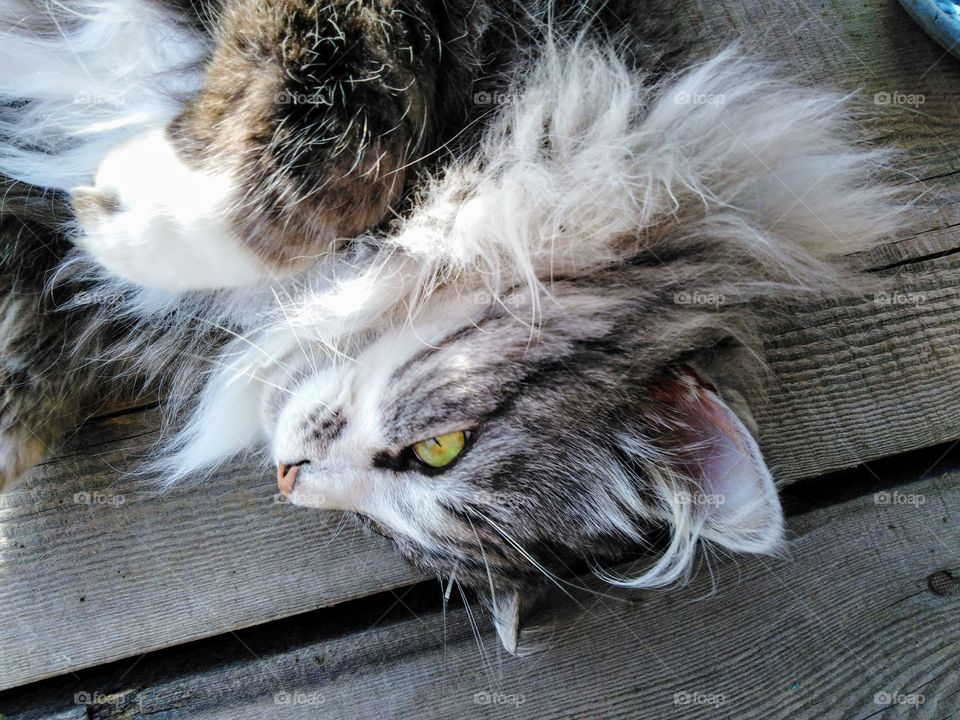 Красивый, милый кот