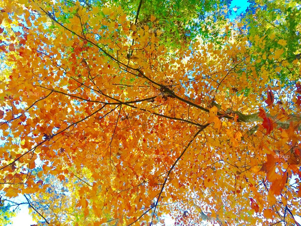 Walking through a forest during fall