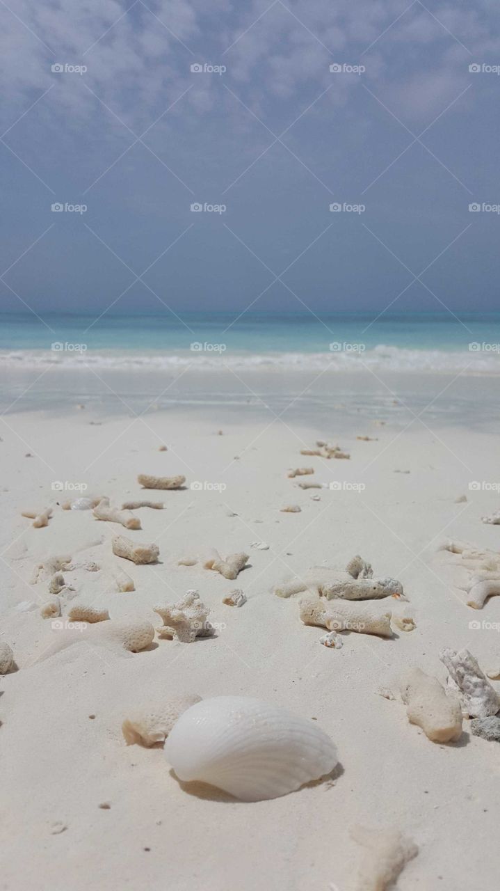 let's collect some seashells 🐚