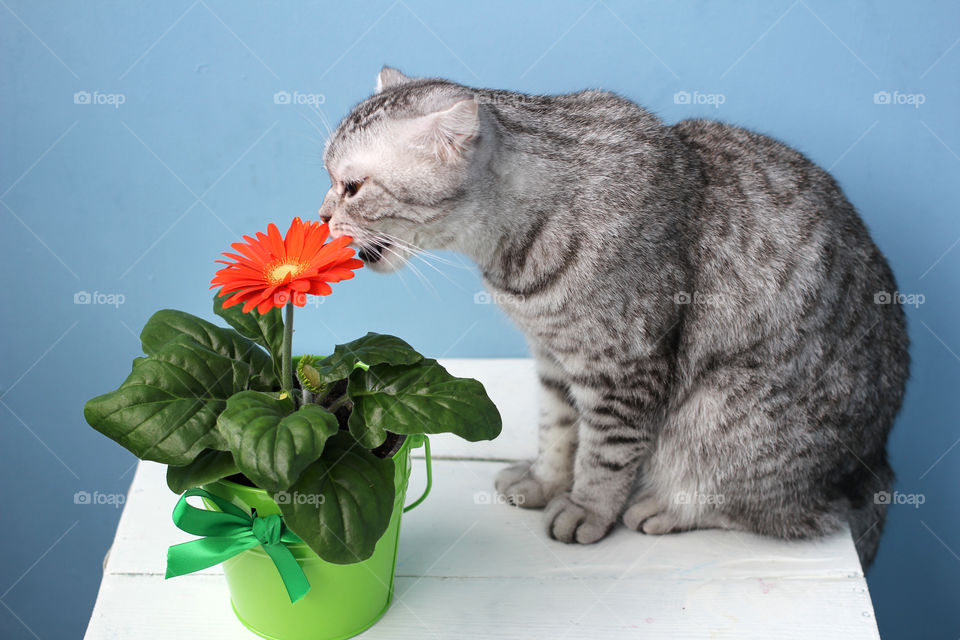 Scottish cat trying to eat in a green flower pot