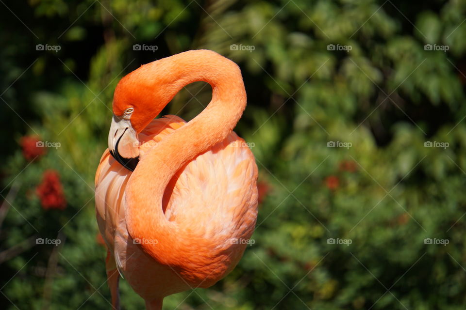 Flamingo 