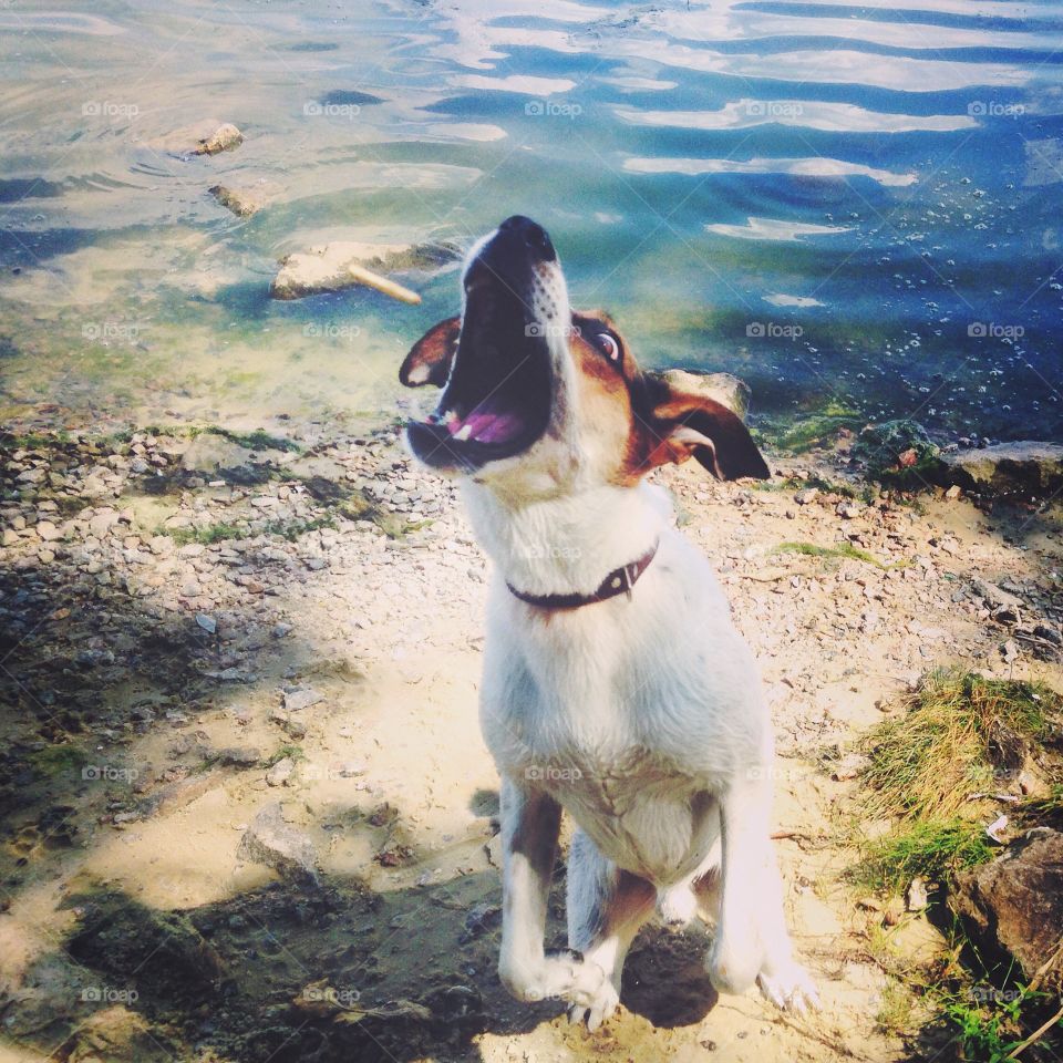 Playful cheerful cute dog at the river 
