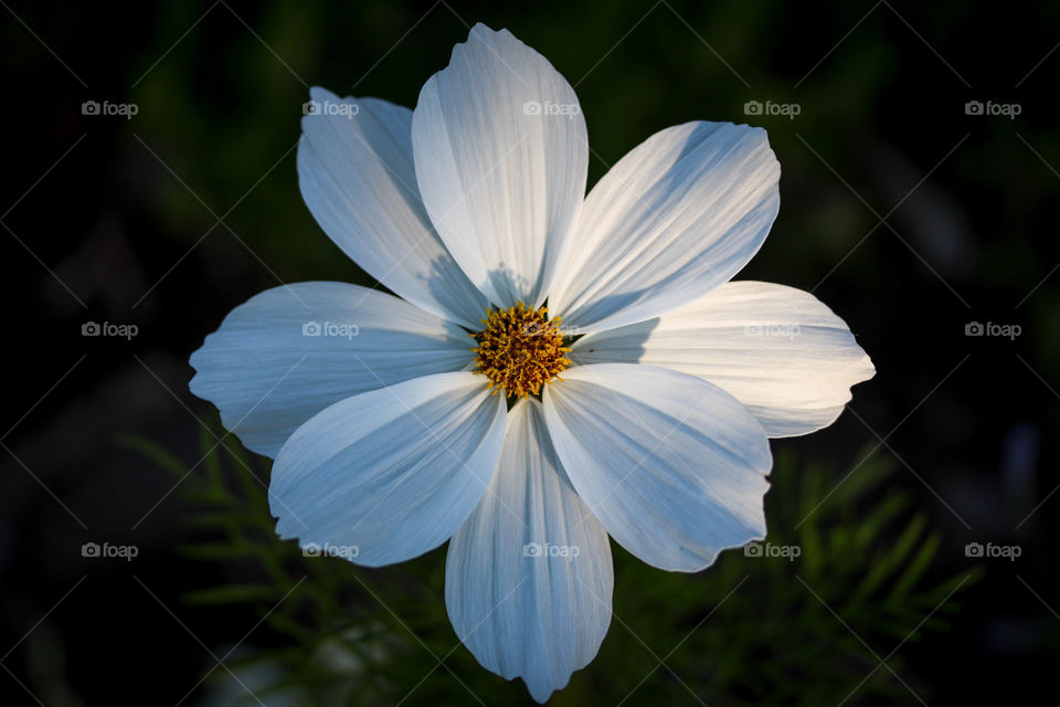 Flower of a Cosmea