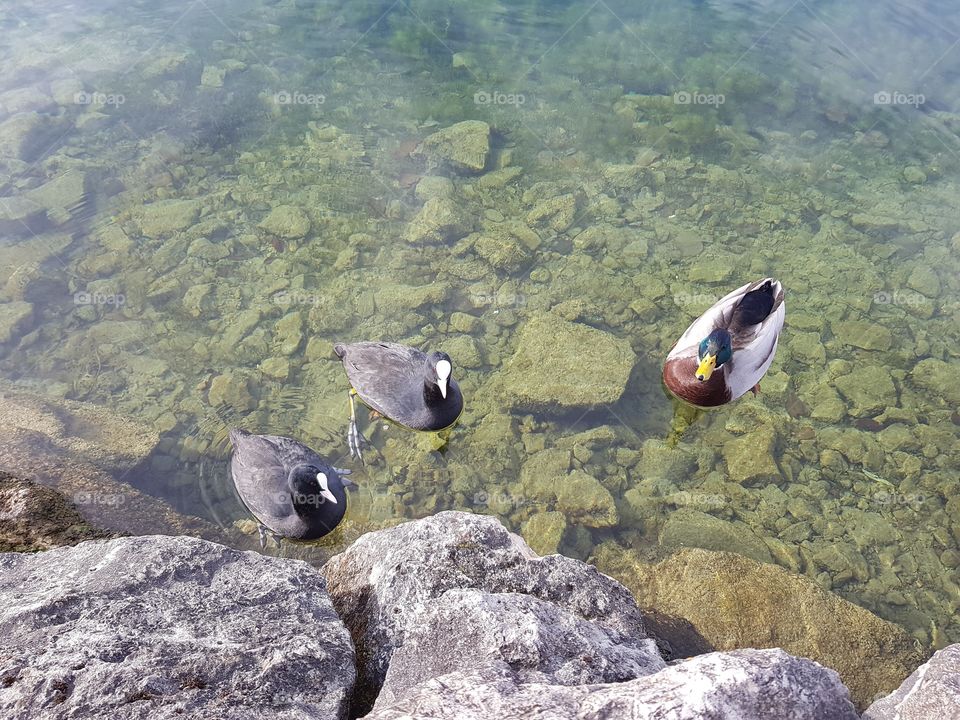 some curious ducks in the lake