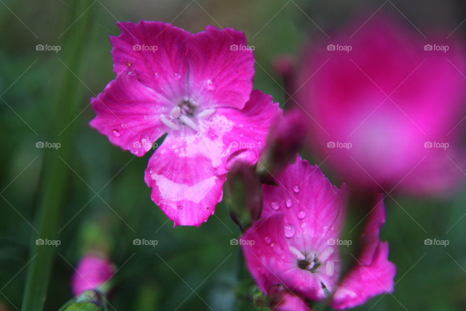 Rainy days in garden