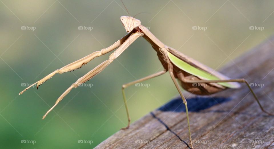 Brown praying mantis on a piece of wood 