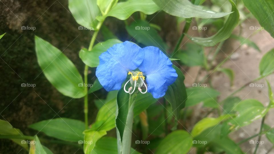 flor azul com detalhe amarelo