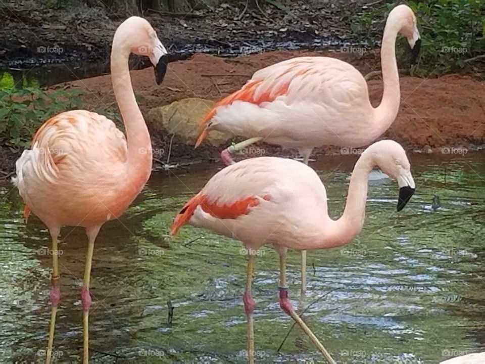 Flamingos Florida US