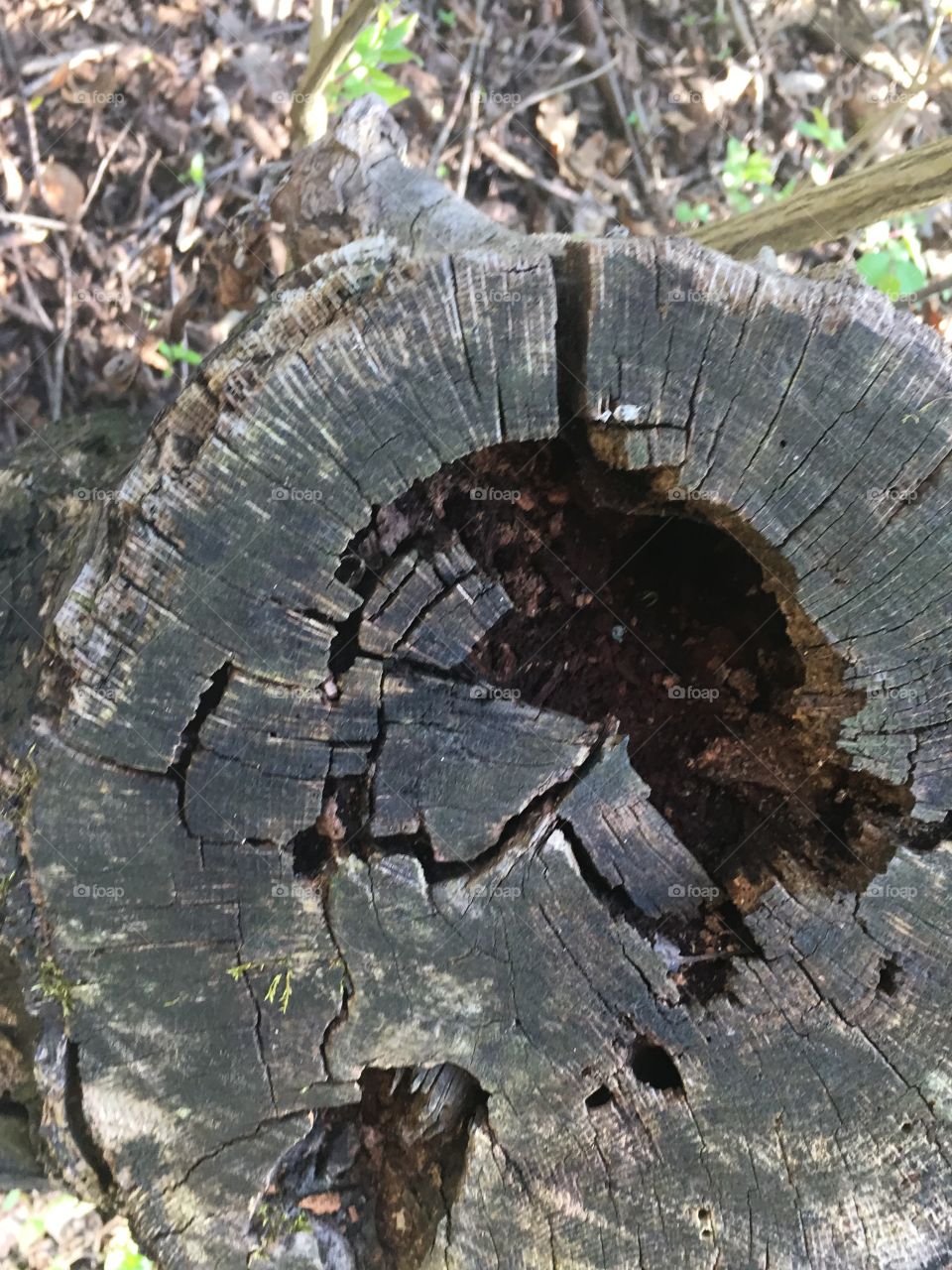 Tree, Wood, Nature, Environment, Tree Log