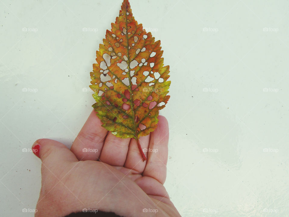 Holding a leaf 