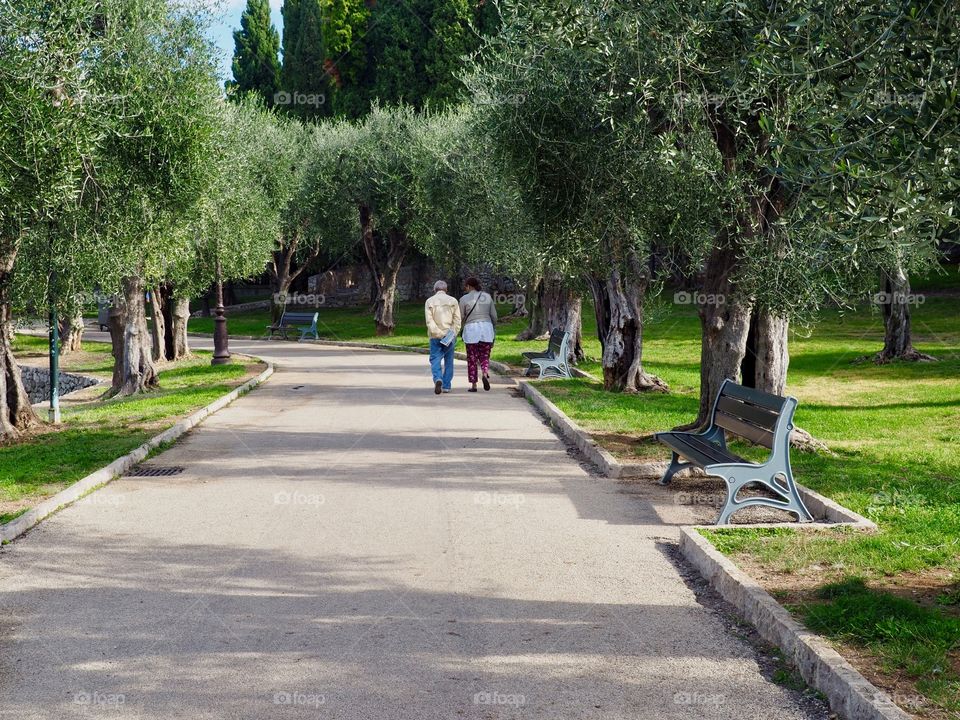 Olive trees and an elderly couple walking down an alley in the park in Cimiez, Nice, France.