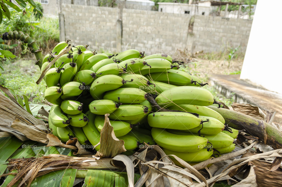 Banana Bunch On Dried Leaves